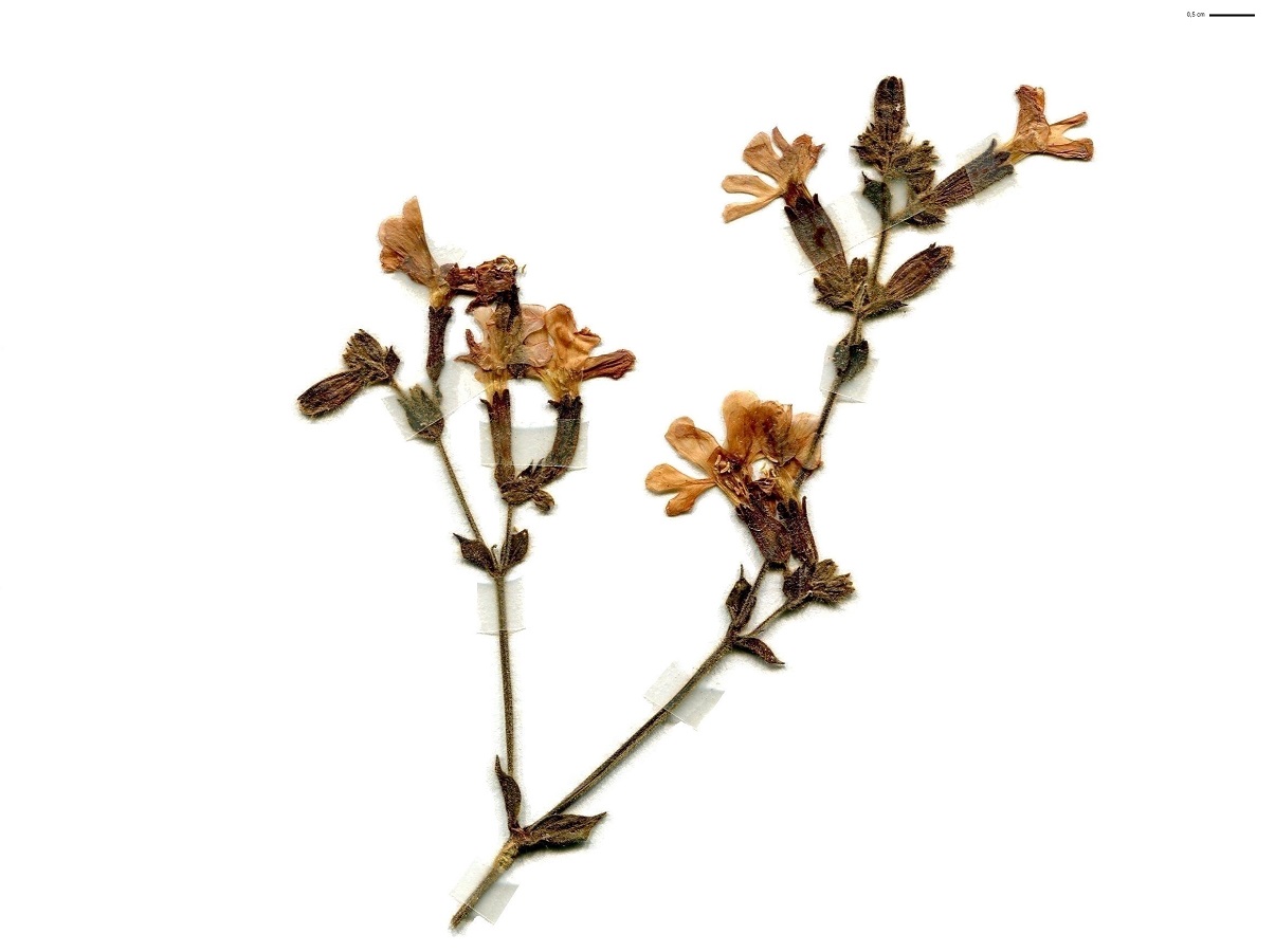 Silene dioica var. dioica (Caryophyllaceae)
